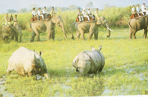 Kaziranga-Elephant-safari