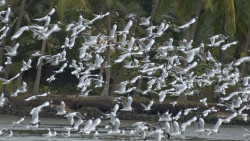 kadalundi bird sanctuary