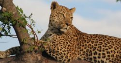 tanzania-africa-family-tanzania-9-leopard