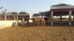 camel-research-centre